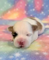 Shiloh, a male Mal Shi for sale in Hawarden, IA – 1 of 8