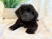 Dexter, a male Shihpoo for sale in Hawarden, IA – 8 of 10