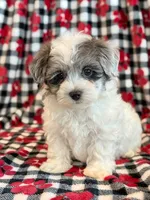 Newton, a male Maltipoo for sale in Hawarden, IA – 2 of 10
