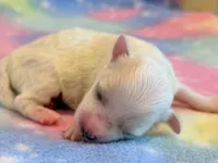 Nugget, a male Maltipoo for sale in Hawarden, IA – 3 of 5