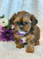 Nuka, a female Shorkie for sale in Hawarden, IA – 8 of 10
