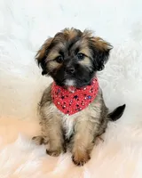 Spencer, a male Shihpoo for sale in Hawarden, IA – 10 of 10