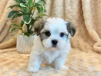 Paddington, a male Mal Shi for sale in Hawarden, IA – 8 of 10
