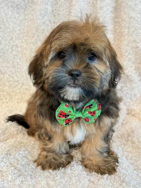 Oakley – Shorkie puppy for sale in Hawarden, IA
