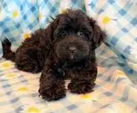Jeb, a male Yorkipoo for sale in Hawarden, IA – 10 of 10