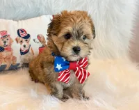 Kato, a male Morkie for sale in Hawarden, IA – 8 of 10