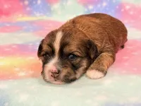 Kimber, a female Morkie for sale in Hawarden, IA – 4 of 8