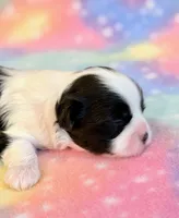 Sidney, a male Mal Shi for sale in Hawarden, IA – 5 of 9