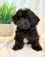 Dexter, a male Shihpoo for sale in Hawarden, IA – 9 of 10