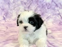 Hazel, a female Mal Shi for sale in Hawarden, IA – 7 of 9