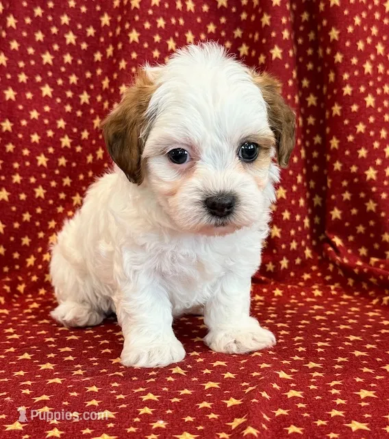 Diego – Shihpoo puppy for sale in Hawarden, IA