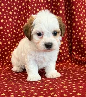 Diego, a male Shihpoo for sale in Hawarden, IA – 1 of 10