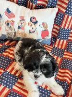 Baylor, a male Mal Shi for sale in Hawarden, IA – 4 of 9