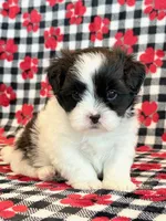 Herbie, a male Mal Shi for sale in Hawarden, IA – 6 of 7