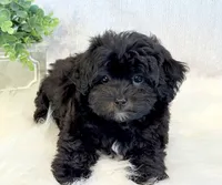 Dakotah, a male Shihpoo for sale in Hawarden, IA – 8 of 10