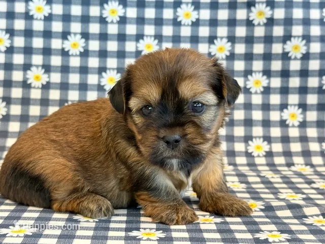 O'Malley – Shorkie puppy for sale in Hawarden, IA