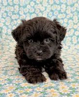 Dakotah, a male Shihpoo for sale in Hawarden, IA – 10 of 10