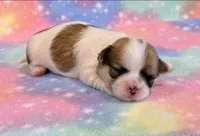 Stella, a female Mal Shi for sale in Hawarden, IA – 7 of 8