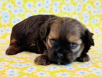 Flirt, a female Shihpoo for sale in Hawarden, IA – 3 of 9