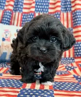 Dexter, a male Shihpoo for sale in Hawarden, IA – 7 of 9