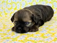 Flirt, a female Shihpoo for sale in Hawarden, IA – 2 of 9