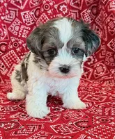 Domino, a male Shihpoo for sale in Hawarden, IA – 10 of 10