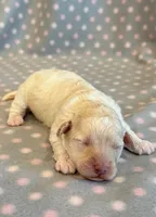 Millie, a female Cockapoo for sale in Hawarden, IA – 7 of 7