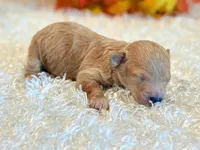 TinkerBell, a female Poodle - Toy  and Poodle - Miniature  for sale in Hawarden, IA – 6 of 8
