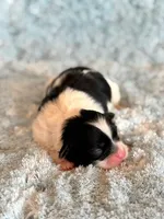 Baylor, a male Mal Shi for sale in Hawarden, IA – Photo 2 of 4