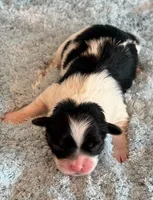 Baylor, a male Mal Shi for sale in Hawarden, IA – Photo 3 of 4