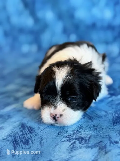 Baylor – Mal Shi puppy for sale in Hawarden, IA