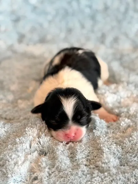 Baylor – Mal Shi puppy for sale in Hawarden, IA