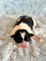 Baylor, a male Mal Shi for sale in Hawarden, IA – Photo 1 of 4