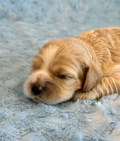 Lincoln, a male Cockapoo for sale in Hawarden, IA – 4 of 5