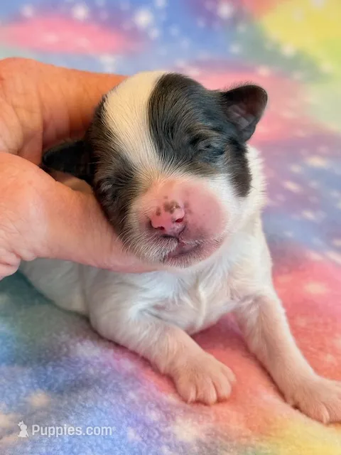 Newton – Maltipoo puppy for sale in Hawarden, IA