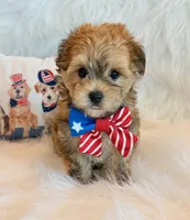 Kato, a male Morkie for sale in Hawarden, IA – 3 of 10