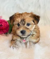 Katana, a female Morkie for sale in Hawarden, IA – 9 of 10