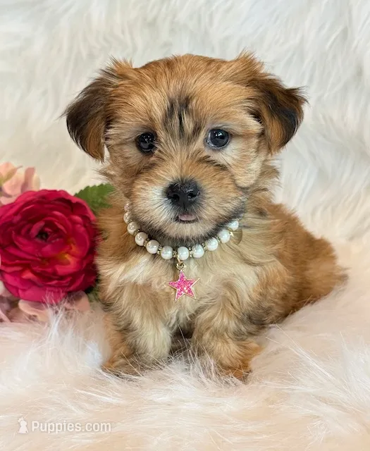 Katana – Morkie puppy for sale in Hawarden, IA