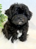 Dakotah, a male Shihpoo for sale in Hawarden, IA – 6 of 10