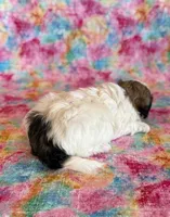 Scarlet, a female Shihpoo for sale in Hawarden, IA – Photo 10 of 10