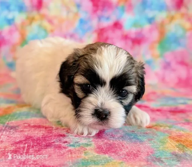 Scarlet – Shihpoo puppy for sale in Hawarden, IA