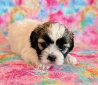 Scarlet, a female Shihpoo for sale in Hawarden, IA – Photo 1 of 10
