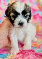 Scarlet, a female Shihpoo for sale in Hawarden, IA – Photo 7 of 10