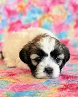 Scarlet, a female Shihpoo for sale in Hawarden, IA – Photo 5 of 10