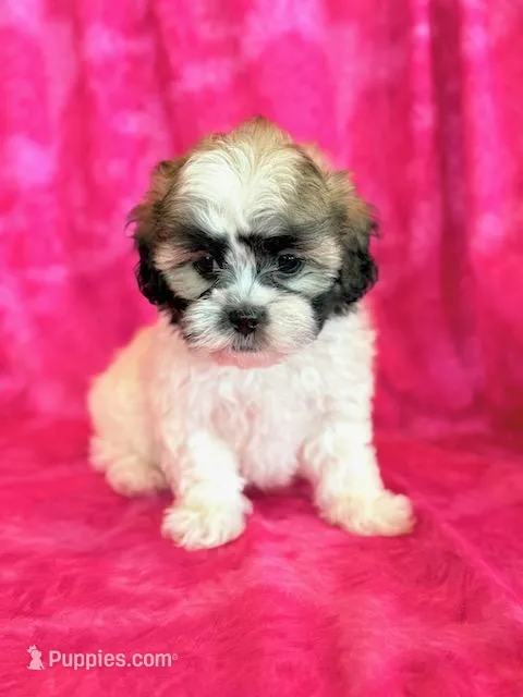 Scarlet – Shihpoo puppy for sale in Hawarden, IA