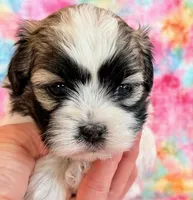 Scarlet, a female Shihpoo for sale in Hawarden, IA – Photo 4 of 10
