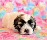 Scarlet, a female Shihpoo for sale in Hawarden, IA – Photo 8 of 10