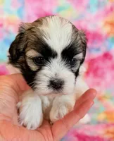 Scarlet, a female Shihpoo for sale in Hawarden, IA – Photo 9 of 10