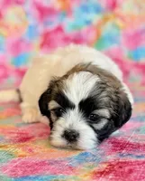 Scarlet, a female Shihpoo for sale in Hawarden, IA – Photo 3 of 10