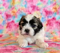 Scarlet, a female Shihpoo for sale in Hawarden, IA – Photo 2 of 10